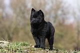 SCHIPPERKE 773